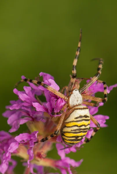 Argiope bruennichi — Fotografia de Stock