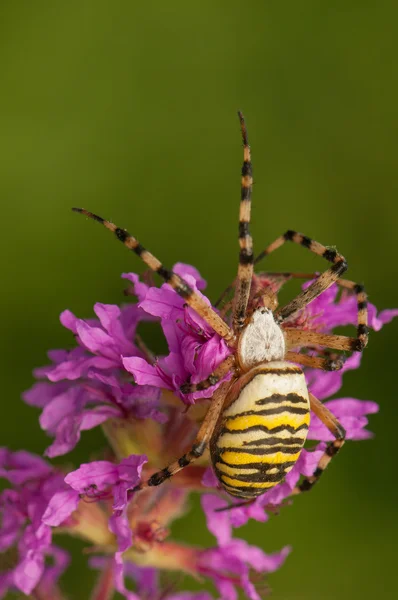 Argiope bruennichi — Fotografia de Stock