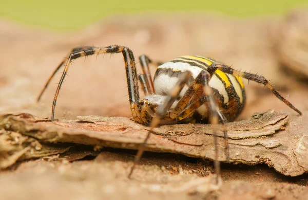 Argiope bruennichi — Fotografia de Stock