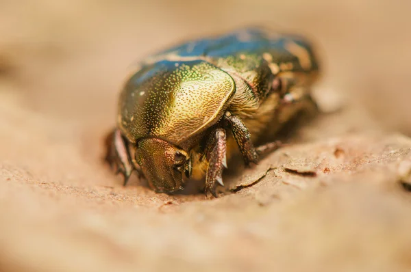 CETONIA aurata — Foto de Stock