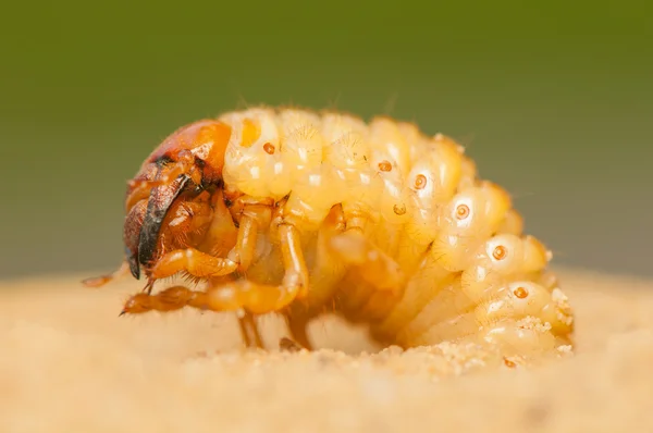 Polyphylla fullo — Stockfoto