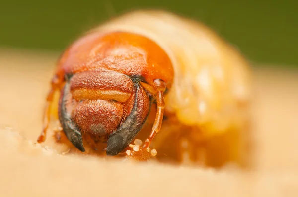 Polyphylla fullo — Stockfoto