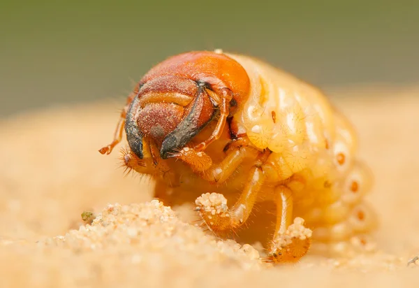 Polyphylla fullo — Stockfoto