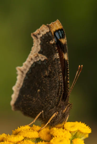 Yas pelerini kelebeği — Stok fotoğraf