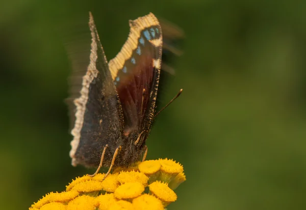 Yas pelerini kelebeği — Stok fotoğraf