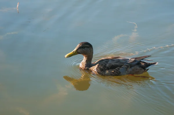 Anatra nel lago — Foto Stock