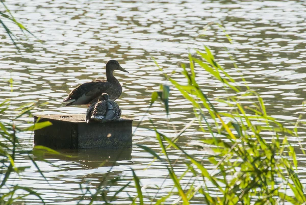 Duck in lake — Stock Photo, Image