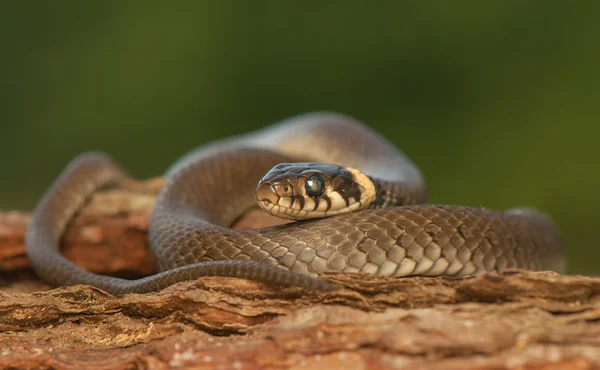 草蛇 — 图库照片