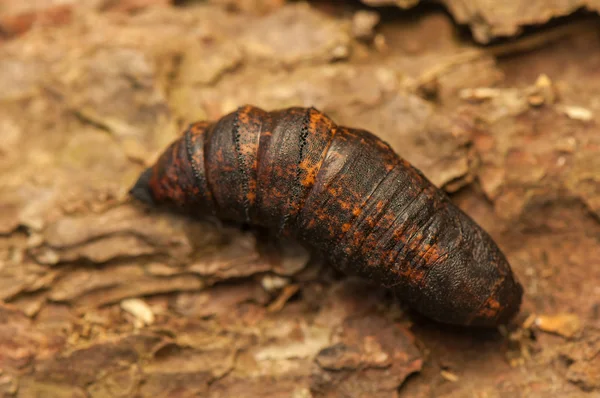 Deilephila elpenor — Stockfoto