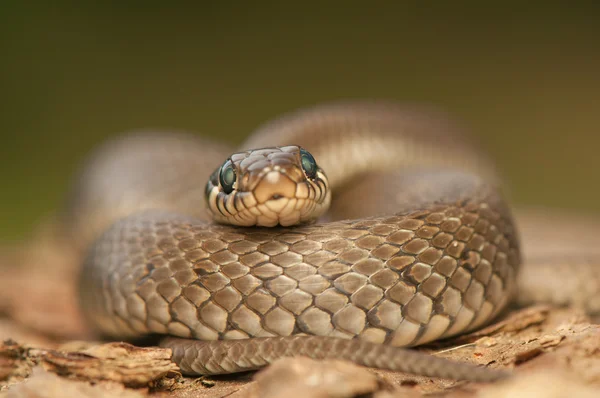 Ringelnatter — Stockfoto