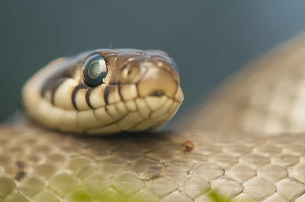 Rumput ular — Stok Foto