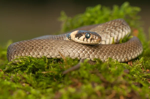 Ringelnatter — Stockfoto