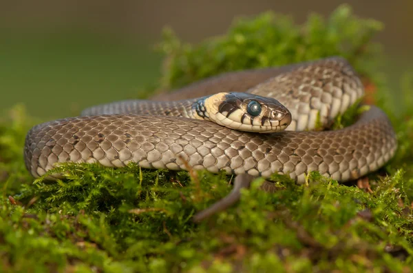 Serpente d'erba — Foto Stock