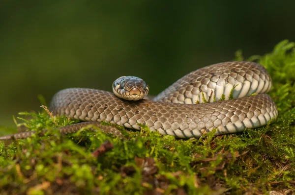 Ringslang — Stockfoto