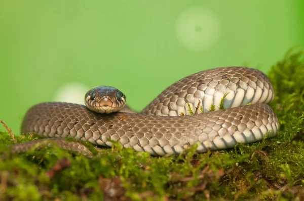 Grass snake — Stock Photo, Image