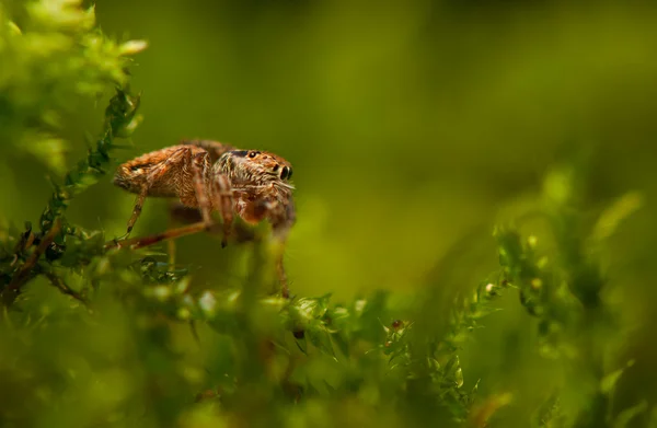 Araña saltarina — Foto de Stock