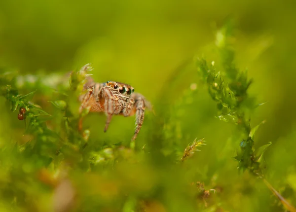 Aranha saltitante — Fotografia de Stock