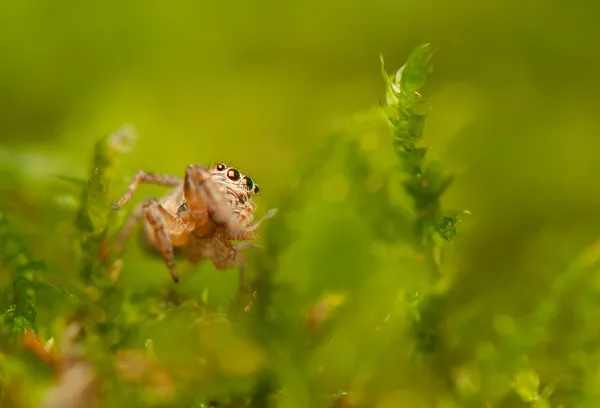 Aranha saltitante — Fotografia de Stock