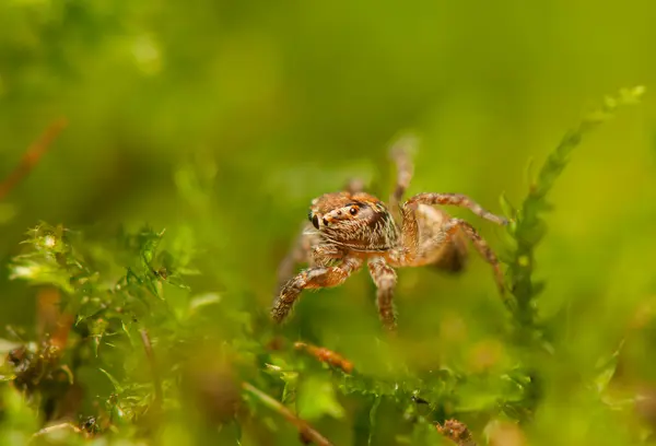 Aranha saltitante — Fotografia de Stock