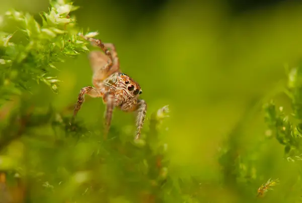 Aranha saltitante — Fotografia de Stock