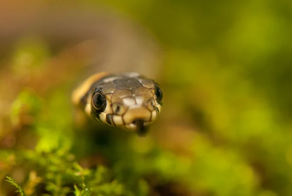 Serpente d'erba — Foto Stock