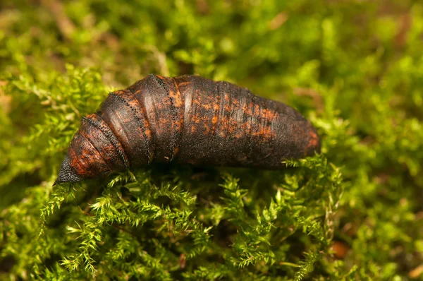 Deilephila elpenor — Fotografia de Stock