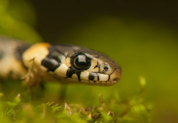 Ringelnatter — Stockfoto