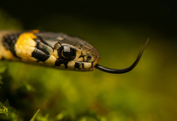 Serpiente de hierba —  Fotos de Stock