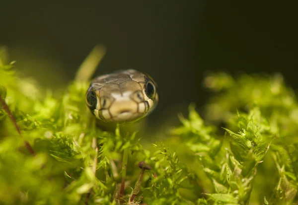 Serpente d'erba — Foto Stock