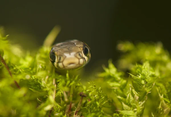 Gräs orm — Stockfoto