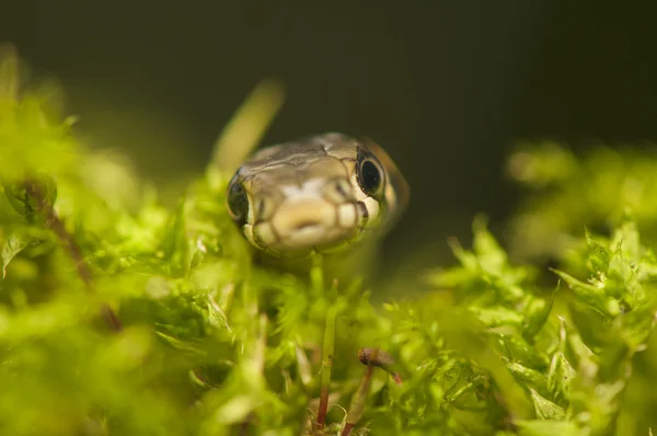 Grass snake — Stock Photo, Image