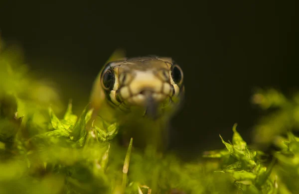 Grass snake — Stock Photo, Image