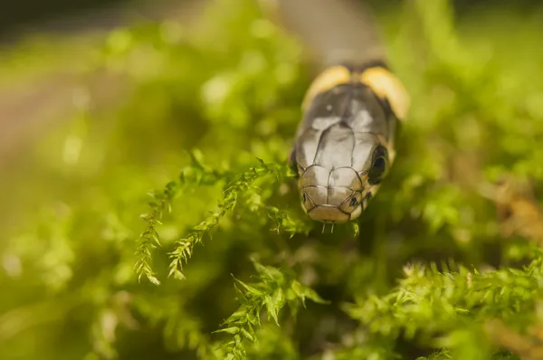 Grass snake — Stock Photo, Image