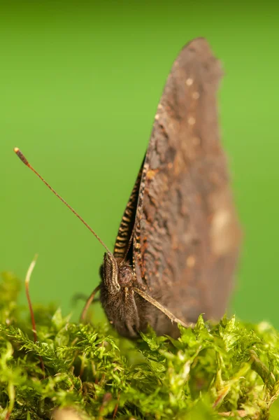 Tagpfauenauge — Stockfoto