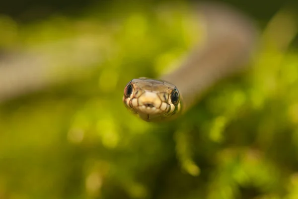 Serpente d'erba — Foto Stock