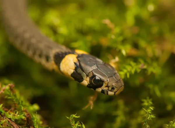 Serpiente de hierba — Foto de Stock