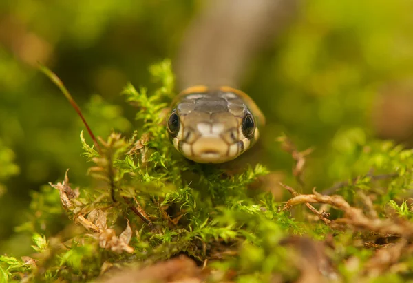 Gräs orm — Stockfoto