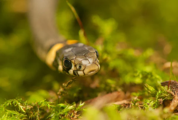 Serpent d'herbe — Photo