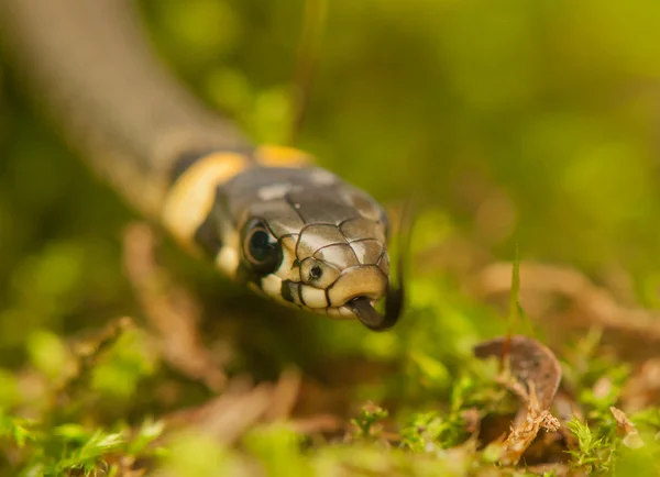 Травяная змея — стоковое фото