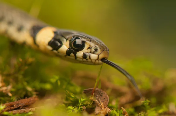 Grass snake — Stock Photo, Image