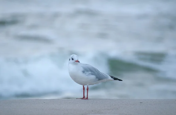 Seagull — Stock Photo, Image