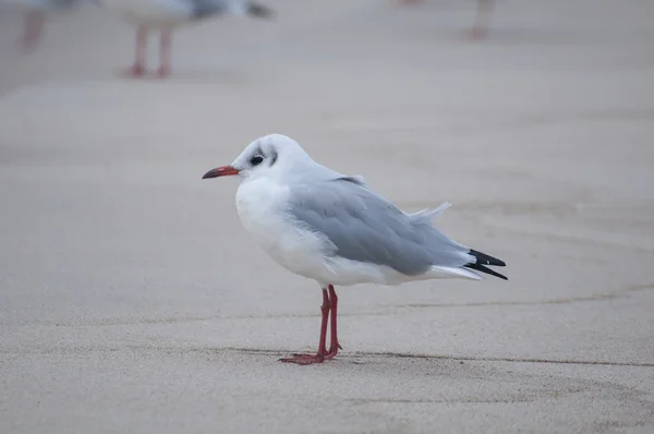 Seagull — Stock Photo, Image