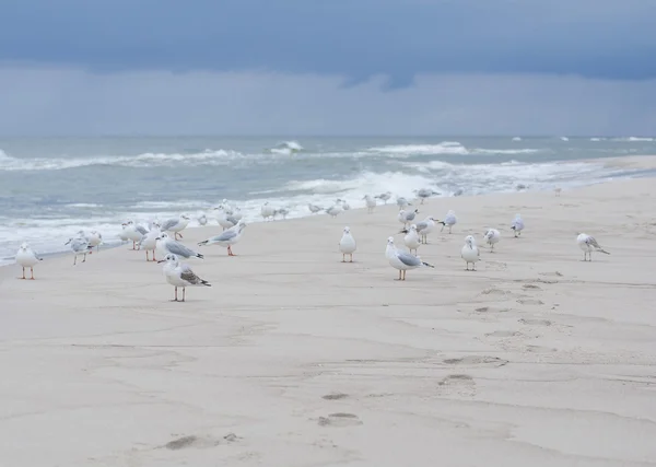 Gaviota —  Fotos de Stock