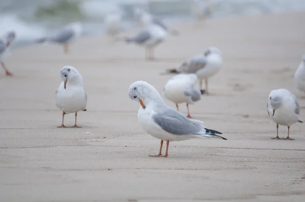 Seagull — Stock Photo, Image