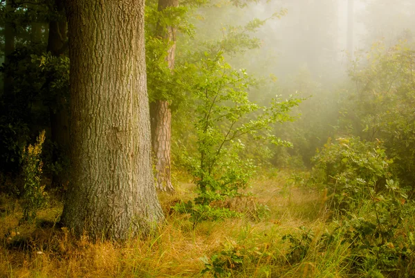 Mist bos — Stockfoto