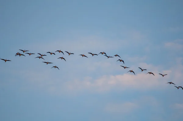 Ganso selvagem — Fotografia de Stock