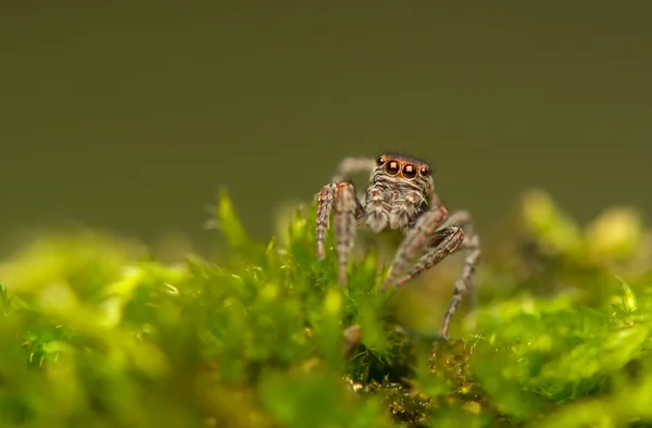 Evarcha - Aranha saltitante — Fotografia de Stock