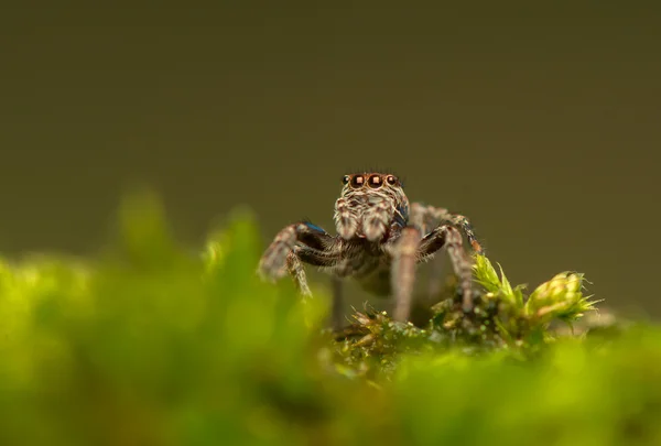 Evarcha - jumping αράχνη — Φωτογραφία Αρχείου