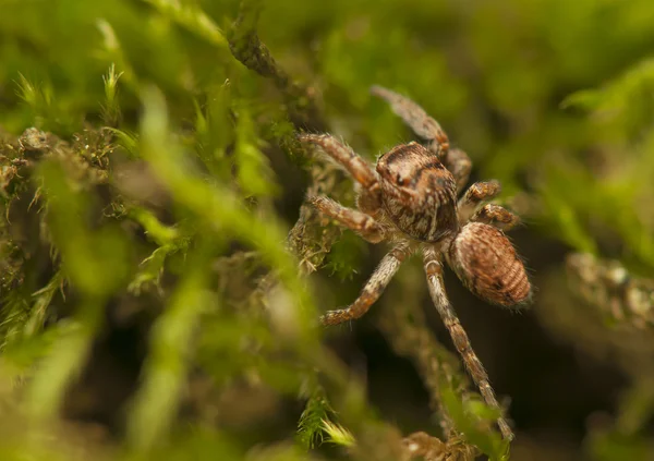 Evarcha - skákání pavouk — Stock fotografie
