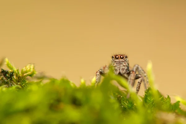 假眼-跳蜘蛛 — 图库照片
